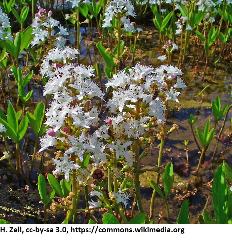 GT1069AA - Fieberklee oder Bitterklee _ Menyanthes Trifiolata - Trifoliata im 9x9 cm Topf