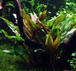 T110A_T - Breitblaettriger Wasserkelch _ Cryptocoryne undulata Broad Leaves