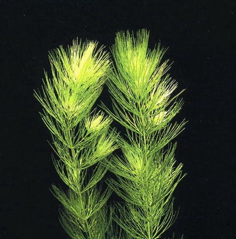 B085PP - Hornkraut - Raues Hornblatt _ Ceratophyllum demersum WFW wasserflora B085PP