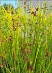 GT20600ST - Teichsimse. Seesimse. Flechtbinse _ Scirpus Lacustris im 9x9 cm Topf