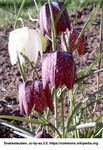 ueGS_FA028 - Samen Schachbrettblume _ Fritillaria Meleagris - Samen fuer ca. 50 Pflanzen