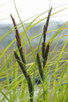 GTA-035BA - Schmale Sumpfsegge _ Carex gracilis (acuta) im 9x9 cm Topf