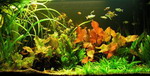 S2_100wf - Unterwasser-Landschaft Lotuswelt fuer ein 100 Liter Aquarium