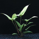 T10072ST - Herzblaettriges Riesenspeerblatt _ Anubias hastifolia