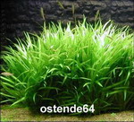 T10512ST - Grasartige Zwergschwertpflanze _ Echinodorus latifolius
