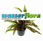 T423DE - Weisslicher Wasserkelch _ Cryptocoryne costata albida Rot TOP-RARITAeT