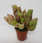 ZT5020wf - Rote Schlauchpflanze _ Sarracenia purpurea