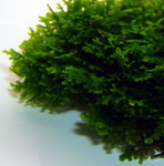 oM_003DPAD - Mini Korallenmoos _ Riccardia chamedryfolia auf Gitter - Moos Pad